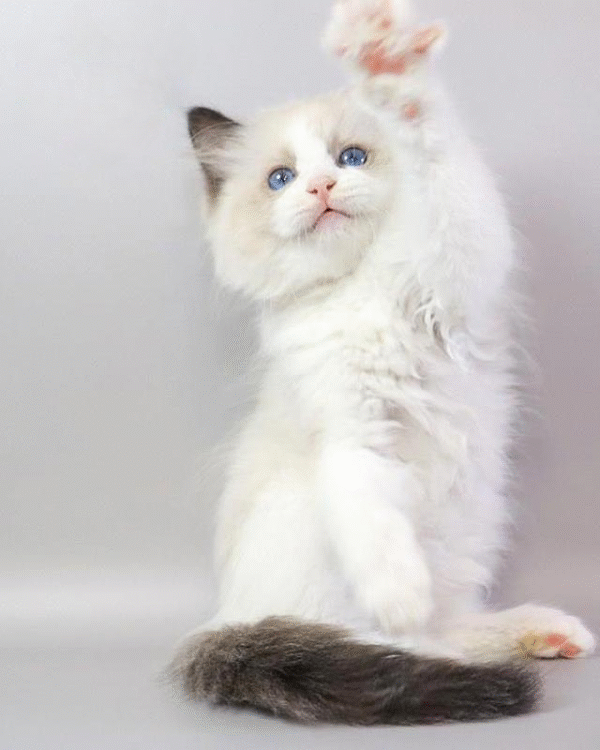 Ragdoll Kitten in a Soft Fluffy Fur Coat Fantik