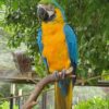 Blue And Gold Macaw Parrot-Napi