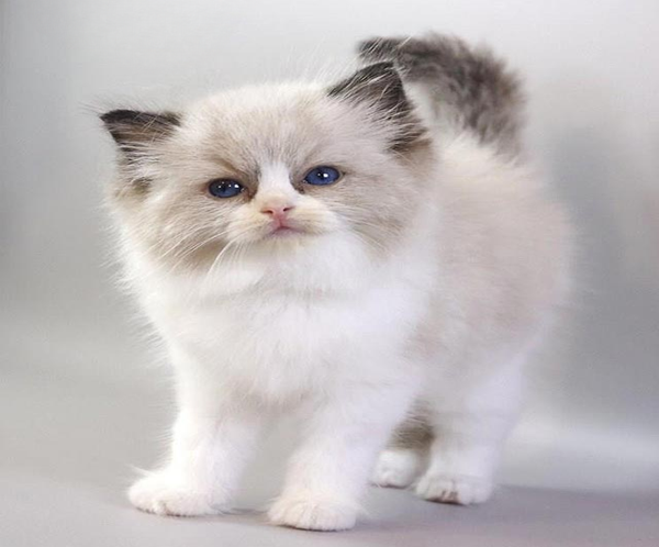 1 (1) Hennessy is a Graceful Ragdoll Handsome Kitten