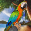 1 (1) Harlequin Macaw Parrot for sale