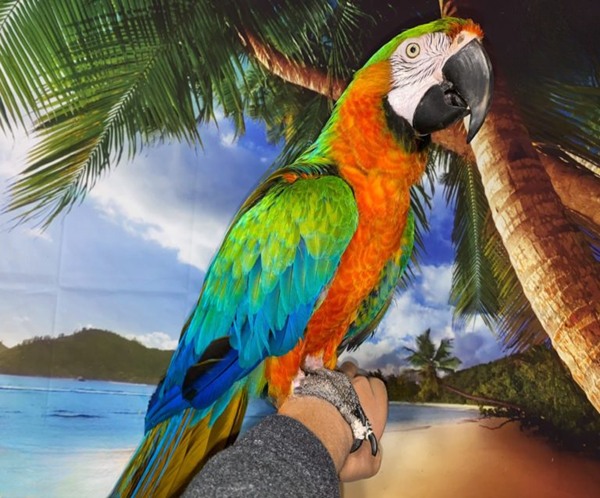 1 (1) Harlequin Macaw Parrot for sale