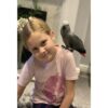 Baby African grey parrot