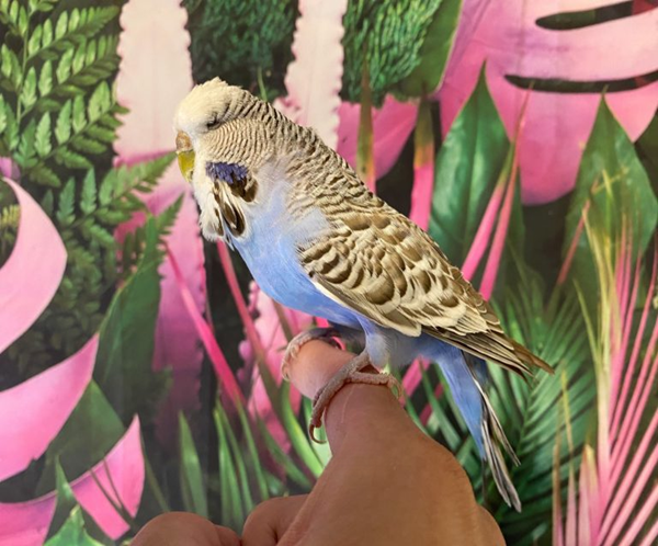 Dilute Violet English Budgie for sale (Budgerigar)