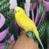 1 Lutino Yellow English Budgies for sale