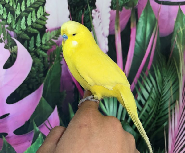 1 Lutino Yellow English Budgies for sale