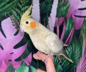 Emerald Green Cockatiel for sale