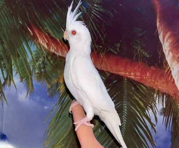 1 Albino Cockatiel for sale