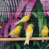 1 Golden Canary Bird for sale