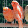 Red Factor Canary for sale