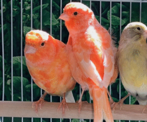 1 Red Factor Canary for sale
