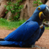 1 Hyacinth Blue Macaw Bird for sale