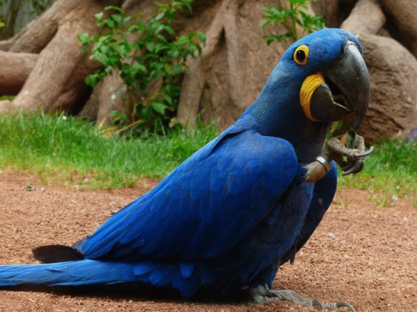 1 Hyacinth Blue Macaw Bird for sale