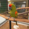 1 Red Fronted Macaw for sale
