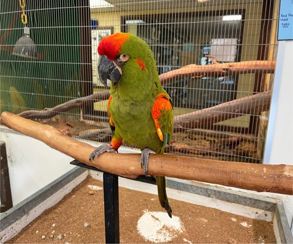 1 Red Fronted Macaw for sale