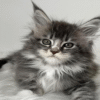 1 (2) Ivy is an Exquisite Maine Coon Beauty With a Delicate Blue Silver Marble Color