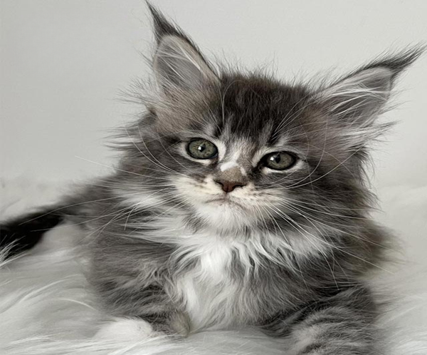 1 (2) Ivy is an Exquisite Maine Coon Beauty With a Delicate Blue Silver Marble Color