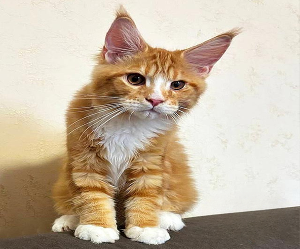 1 (2) Big Handsome Maine Coon Cat With High Ears and a Spectacular Fur Coat