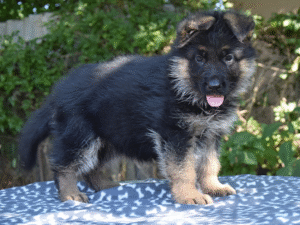 Bullet – German Shepherd Dog