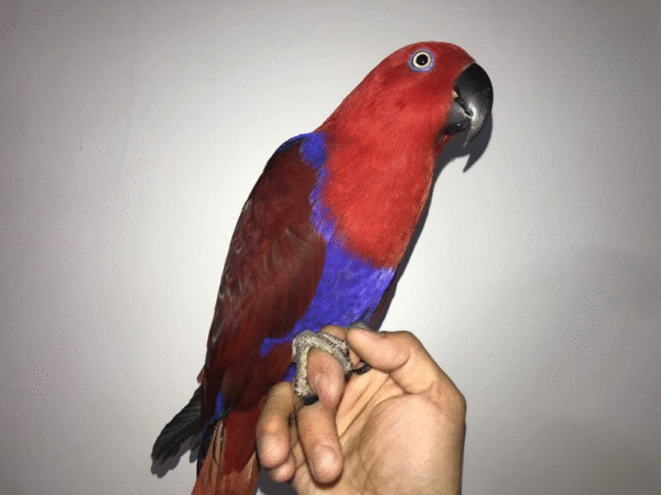 1 Red Sided Eclectus Parrots for sale