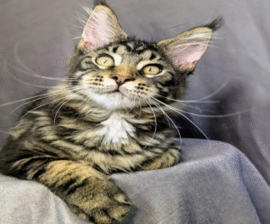 Ocean is a Large Maine Coon Kitten in a Marble Fur Coat