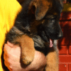 1 The Littlest Hobo – German Shepherd Dog