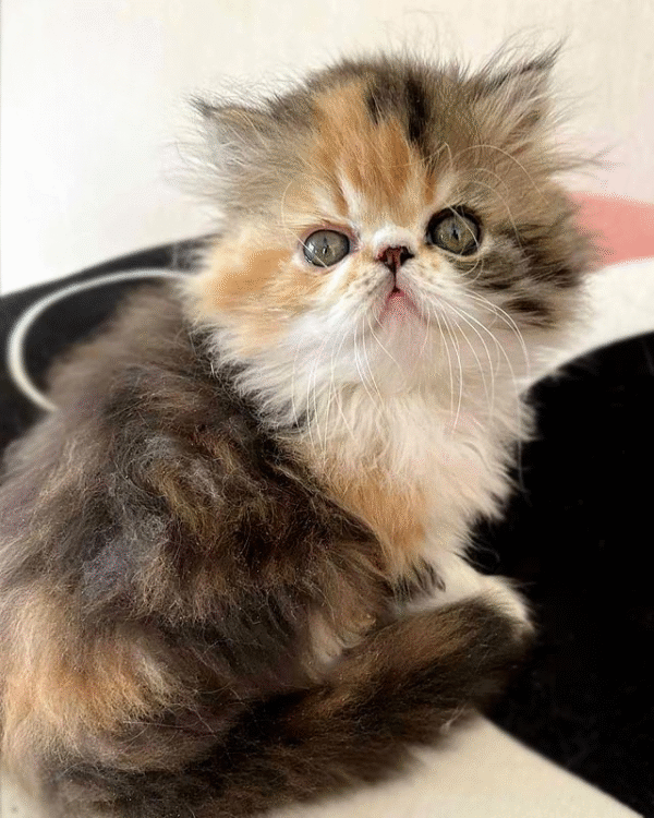 1 (4) Tame and Playful Persian Beauty in a Bright Tortoiseshell White Outfit Ornella