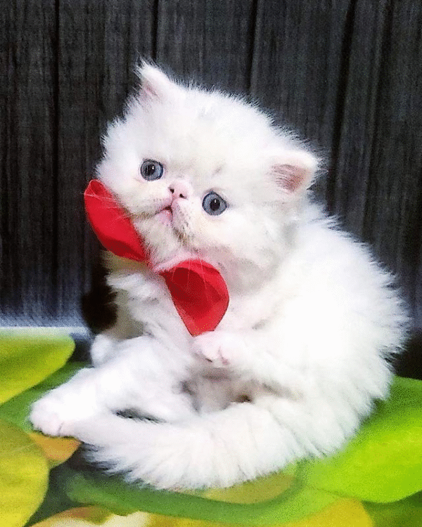 1 (4) Kralya is a Spectacular Persian Kitty in an Exquisite Snow White Fur Coat
