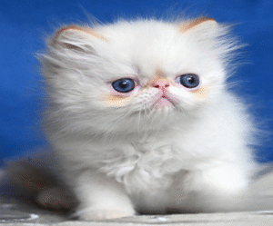 Boryusik — Persian Cat іs Waiting for His Family
