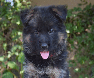 Gretchen – German Shepherd Puppy