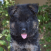 1 Varick – German Shepherd Dog