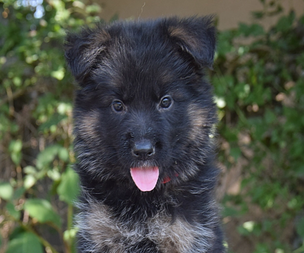 1 Varick – German Shepherd Dog