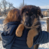 1 Jaws – German Shepherd puppy