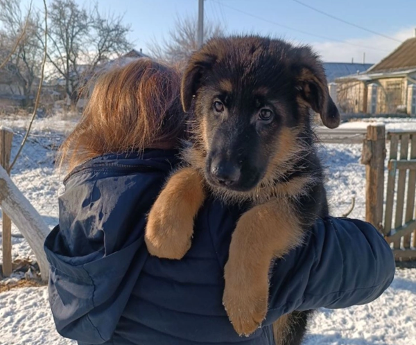 1 Jaws – German Shepherd puppy