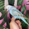 1 Blue Opaline English Budgies for sale (Budgerigar)