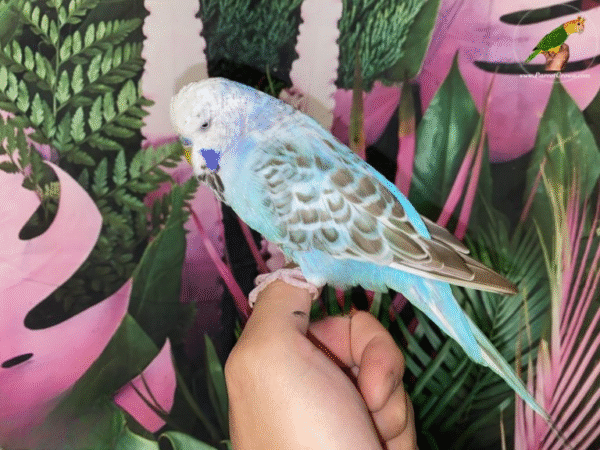 1 Blue Opaline English Budgies for sale (Budgerigar)