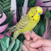 1 Cinnamon Olive English Budgie for sale (Budgerigar)