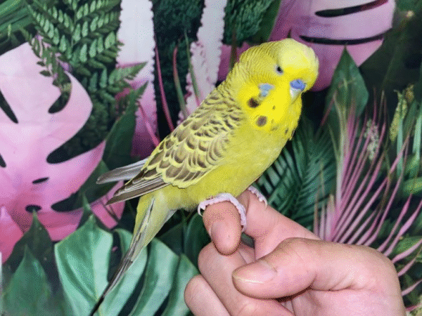 1 Cinnamon Olive English Budgie for sale (Budgerigar)