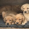 1000010831 Kc reg yellow labrador puppies