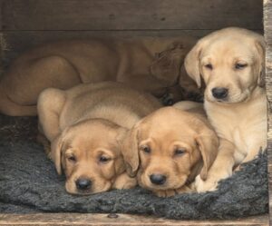 1000010831 Kc reg yellow labrador puppies