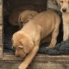 1000010835 Kc reg yellow labrador puppies
