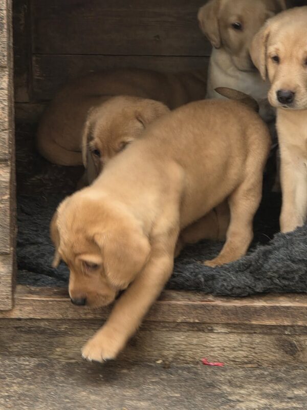1000010835 Kc reg yellow labrador puppies