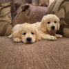1000027170-large Beautiful purebred IKC Golden Retriever puppies Golden Retriever