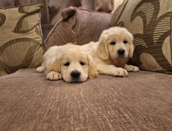 1000027170-large Beautiful purebred IKC Golden Retriever puppies Golden Retriever