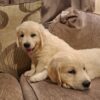 1000027186-large Beautiful purebred IKC Golden Retriever puppies Golden Retriever