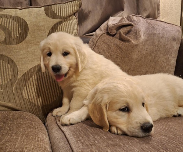 1000027186-large Beautiful purebred IKC Golden Retriever puppies Golden Retriever