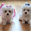 Miniature Maltese Pedigree House Trained