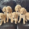 11d28adb-0ef2-4451-b7e4- Golden Retriever puppies