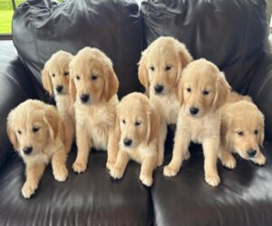 Golden Retriever puppies