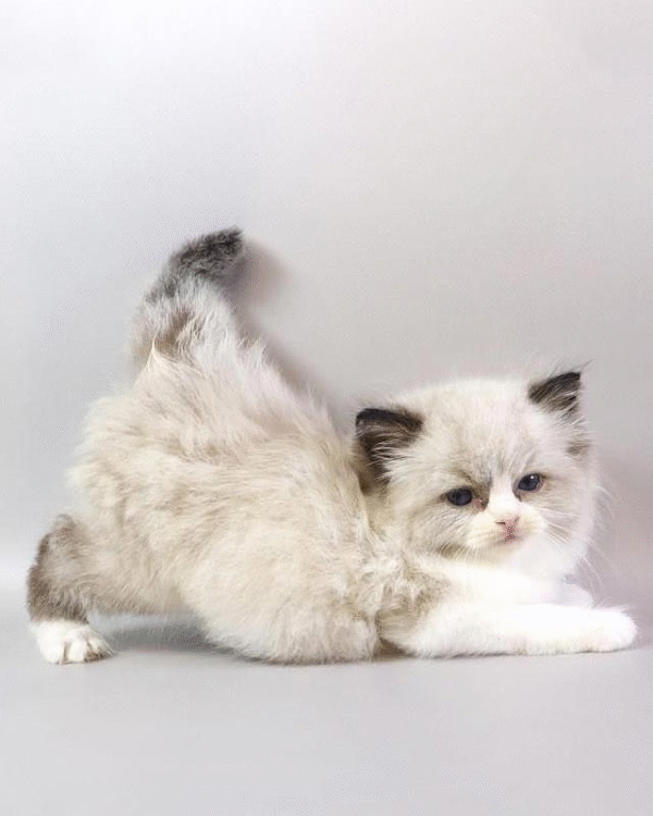 2 (1) Hennessy is a Graceful Ragdoll Handsome Kitten