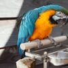 Blue And Gold Macaw Parrot-Napi